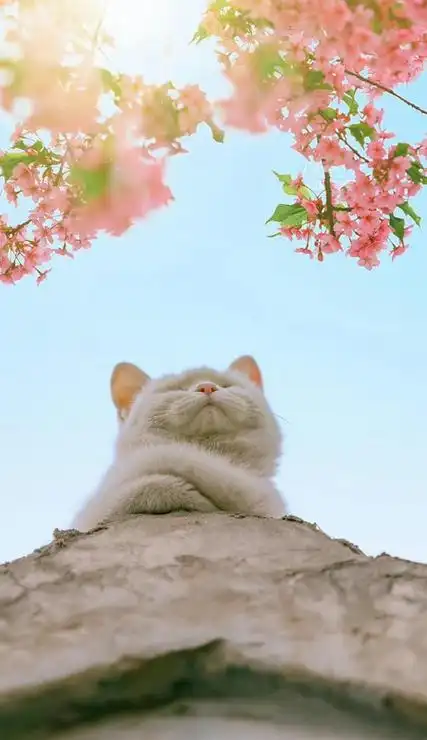 网上很火的有内涵的壁纸好看的壁纸不私藏