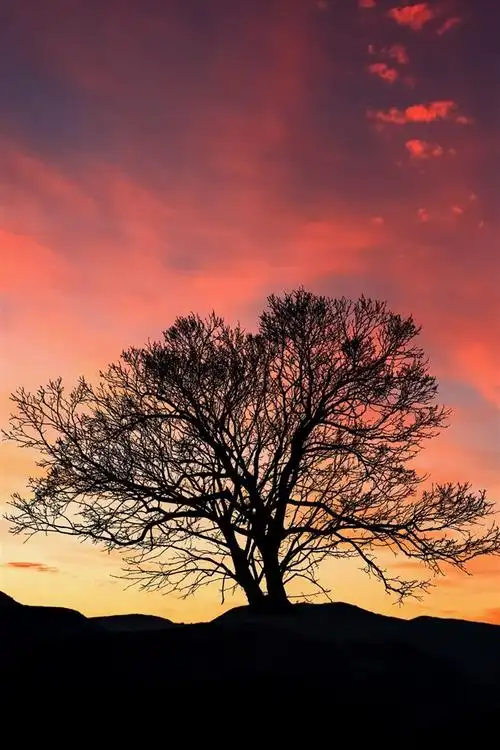 壁纸 树木,红色的天空,日落,云 3840x2160 uhd 4k 高清壁纸, 图片