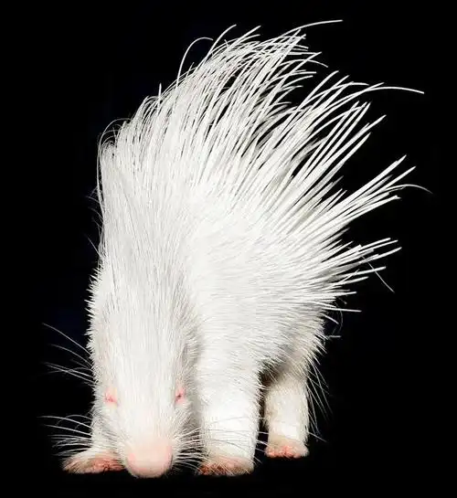 这些白色的动物犹如下凡的天使