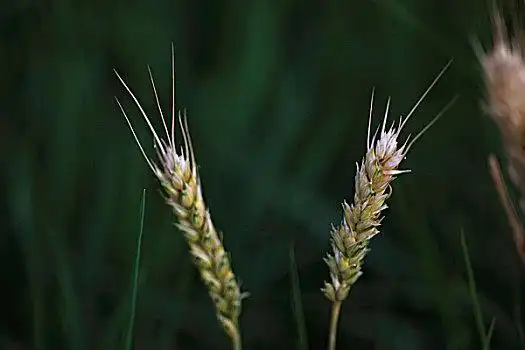 麦穗特写