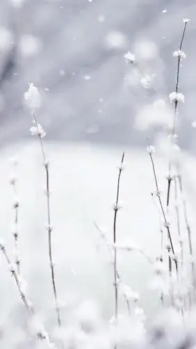 唯美意境图片简约许你一世繁华