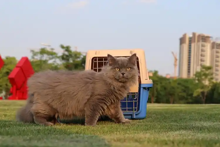 沐米宠物 英短蓝猫 蓝猫 高地长毛猫