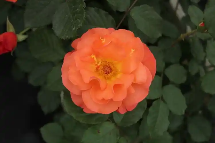 灌木月季-杭州市路桥集团股份有限公司