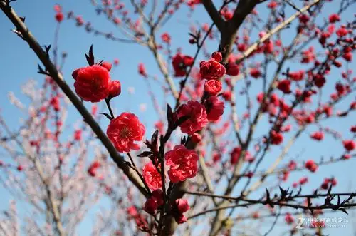 拍桃梅花,大家指点!
