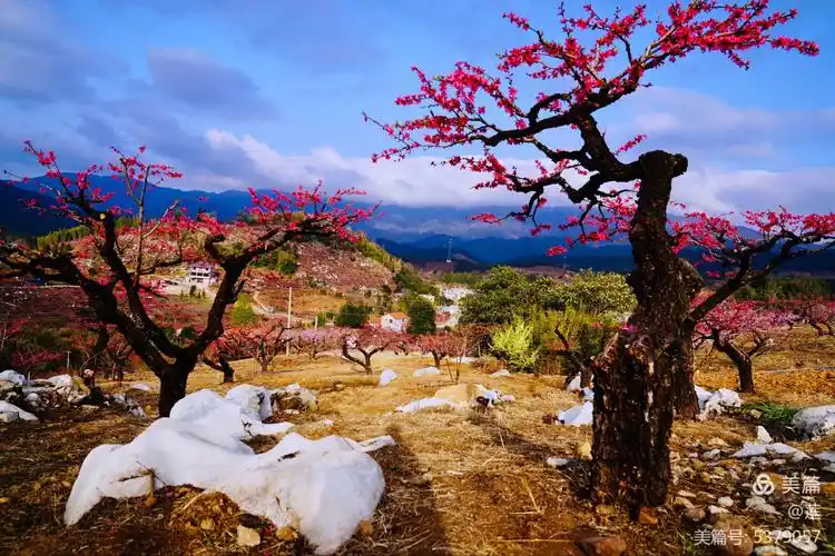 灼灼芳华十里桃花——连平桃花节