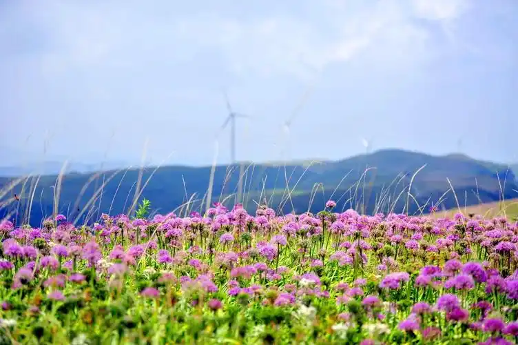夏季国内12处秘境花海每一个地方都让人满足