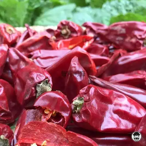 不辣红辣椒大板椒出红油新疆铁板椒一点都不辣的红辣椒 整个辣椒-不辣