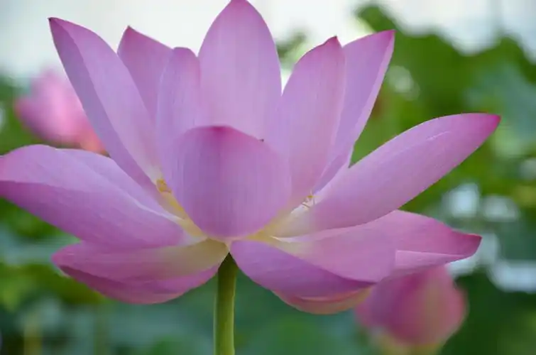 美丽的荷花,原创摄影