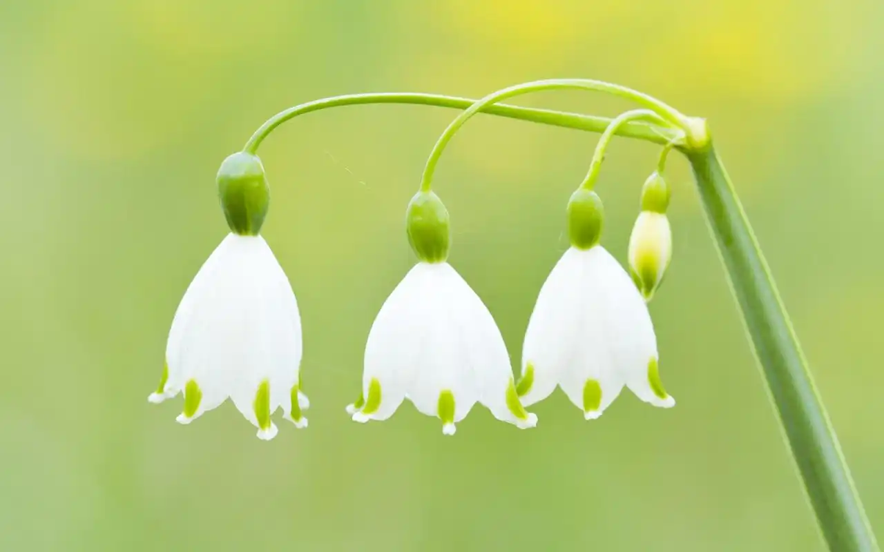 铃兰花风景电脑桌面壁纸