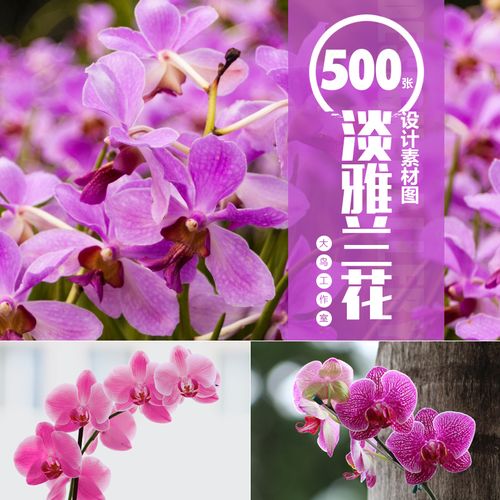 淡雅兰花设计素材大图蝴蝶兰花卉繁花盛开美丽鲜花景色图片