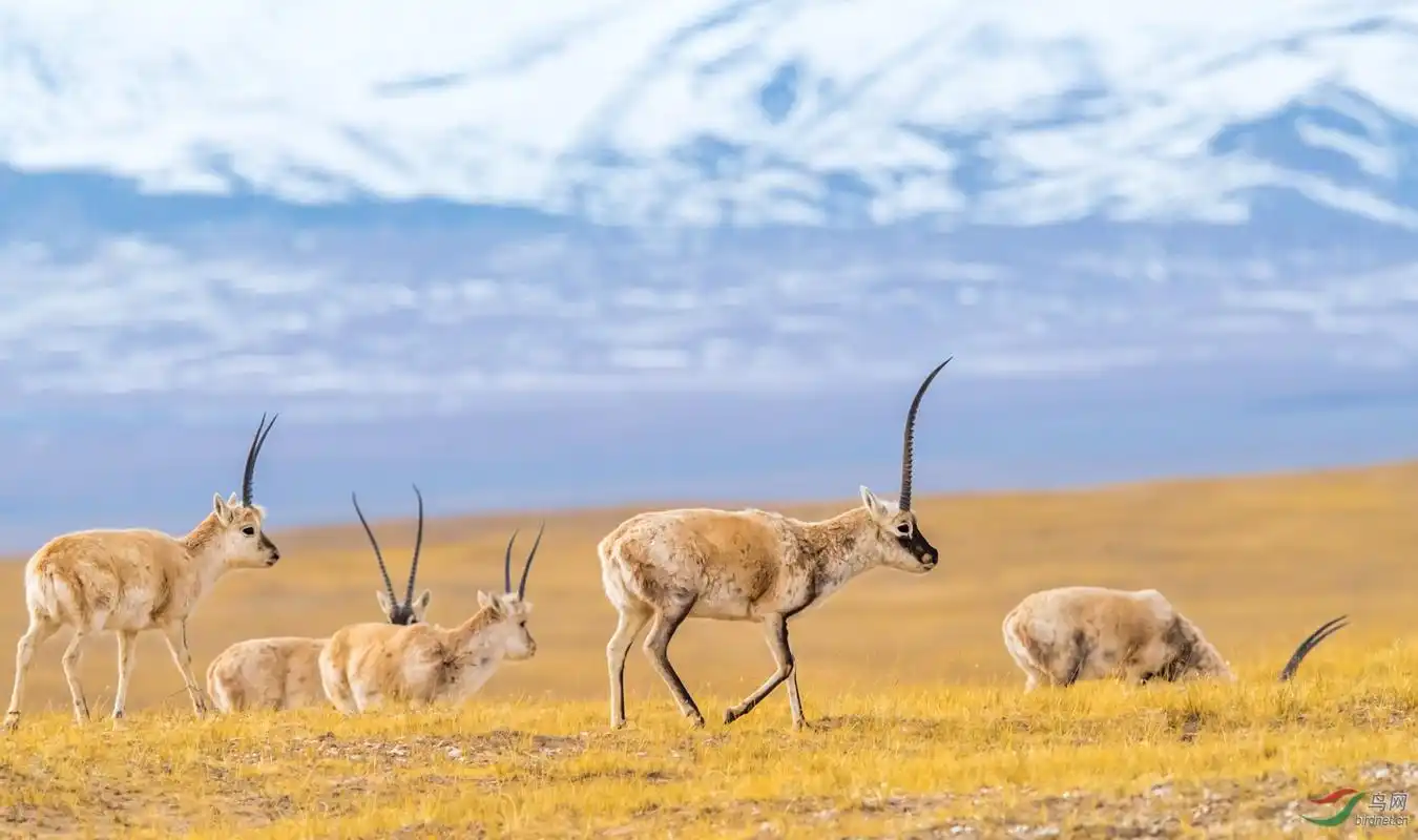 藏羚羊(祝贺荣获首页精华!