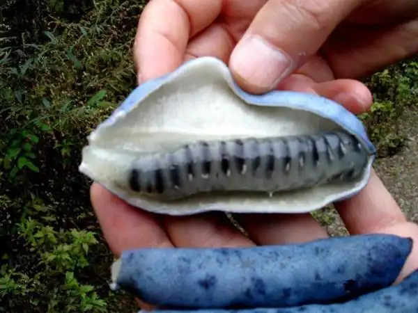 世界上最恶心的水果!看到第一个直接吐了