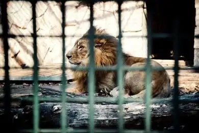 动物园笼子里卧着的猛兽狮子