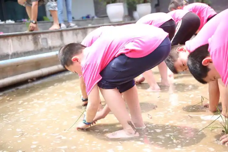 其它 舌尖上的一粒米——巴蜀小学二年级 写美篇光着脚丫,捞起裤管儿