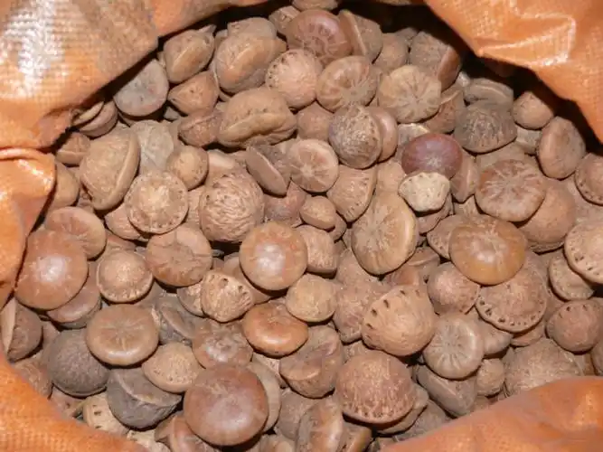 特价热销/ 壮阳果/龟头子/补肾果/风流果 正品保证