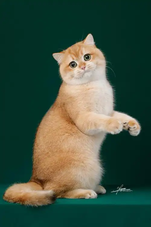 英国短毛猫