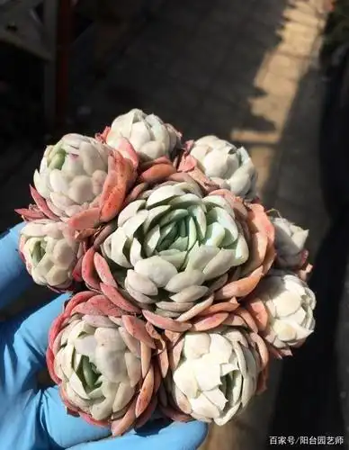 家里养了一盆冰梅,方法得当一年养成"小精灵"