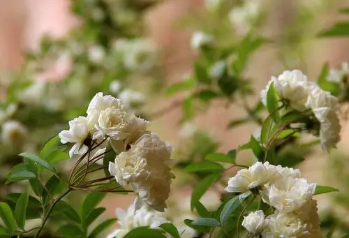 尼赛庄园的七里香 (共p)