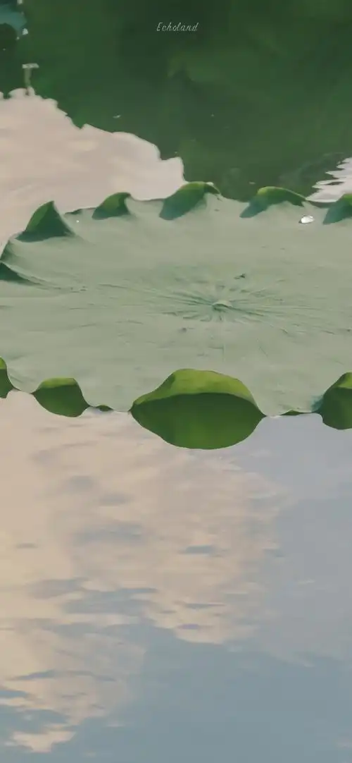 意境夏日荷花摄影手机壁纸