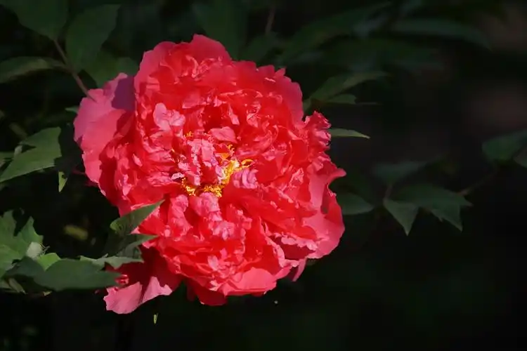 国色天香,牡丹诗韵