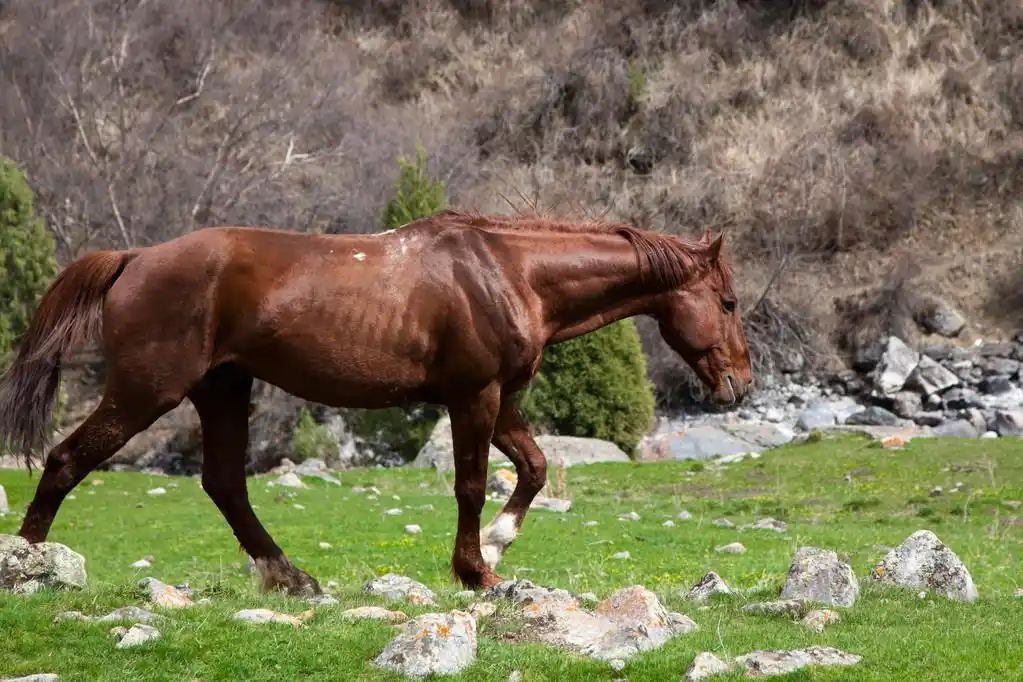 吉尔吉斯斯坦山区的野生马
