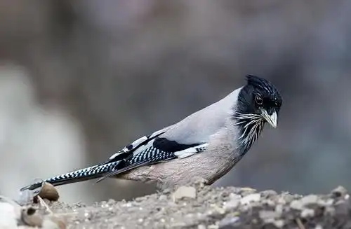 宏观摄影og灰色和黑色啄木鸟上灰色的石头黑头杰伊高清壁纸