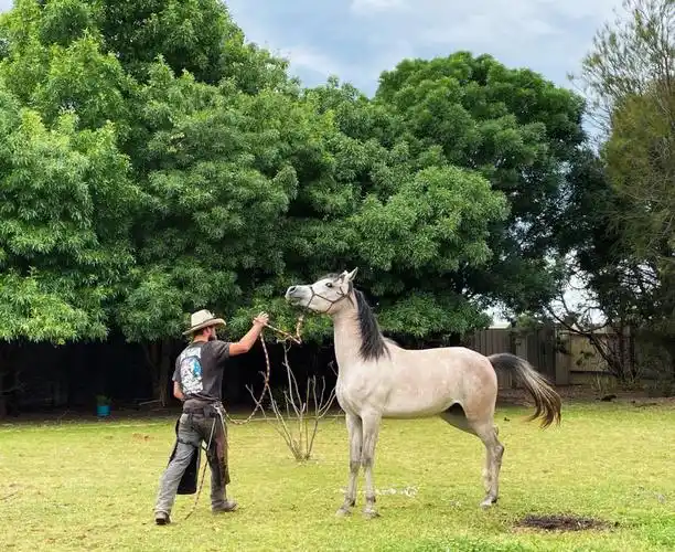 粪围感照片之阿丽塔的初次修蹄体验