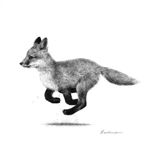 针管笔手绘动物类插画原来可以这么细腻毛发的感觉真好