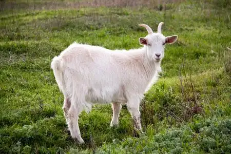 在农场中的山羊图片