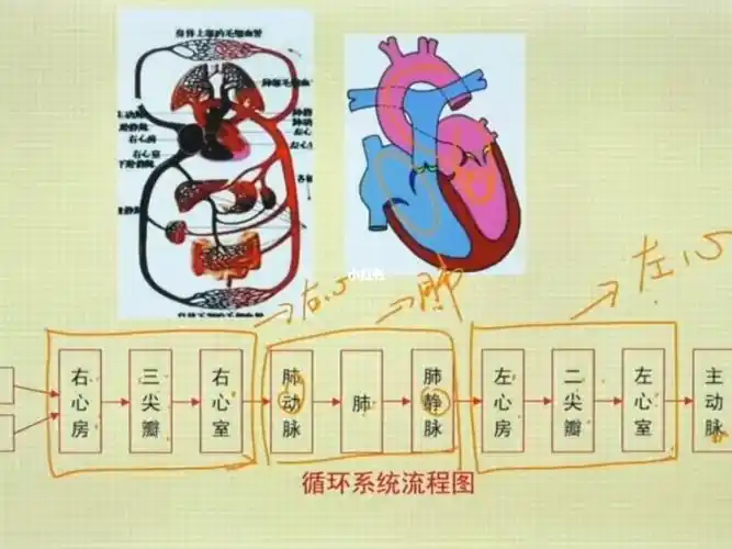循环系统流程图