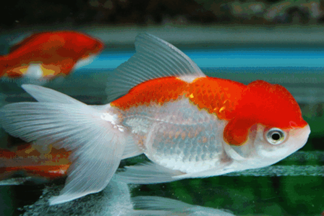 640_427gif 动态图 动图