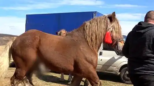 b>养马视频 /b>:这户人家的马养得太壮了,一看就是一等一的好苗子