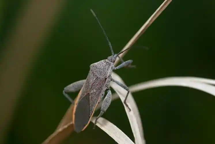 一种很讨厌的虫子,想知道学名?(有图)
