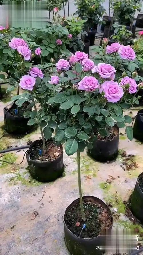 蓝色风暴月季树树桩月季棒棒糖月季-生活视频-搜狐视频