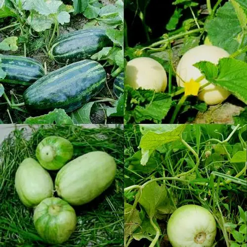 当季水果 西瓜,菜瓜,梨瓜,桃子,梨,甘蔗