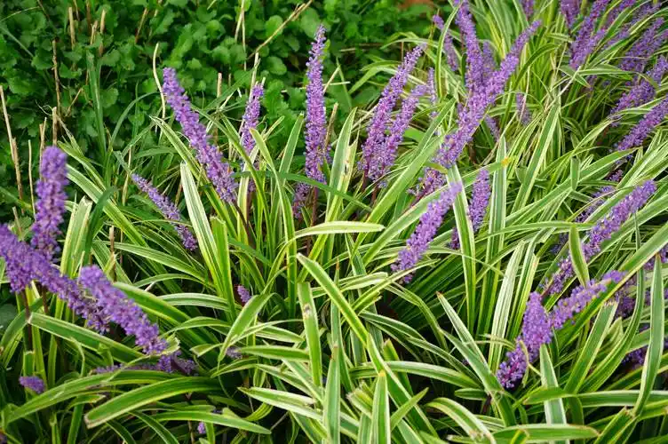 我见到的山东本土植物和园林栽培植物(306-1)金边阔叶山麦冬