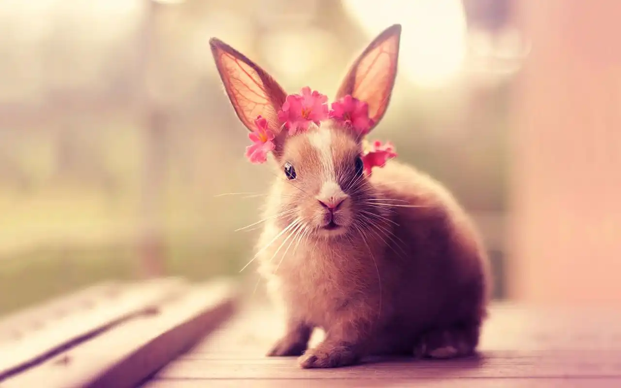 首页 桌面壁纸 动物壁纸 可爱萌宠小兔子高清唯美意境壁纸 1920_1200