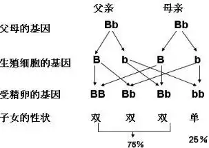 【题文】(4分)某班同学对人群中双眼皮和单眼皮的遗传情况进行抽样