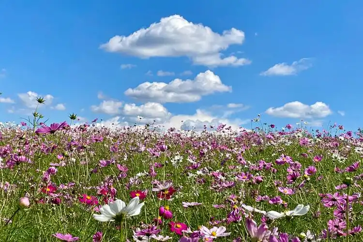 仰望蓝天白云的波斯菊