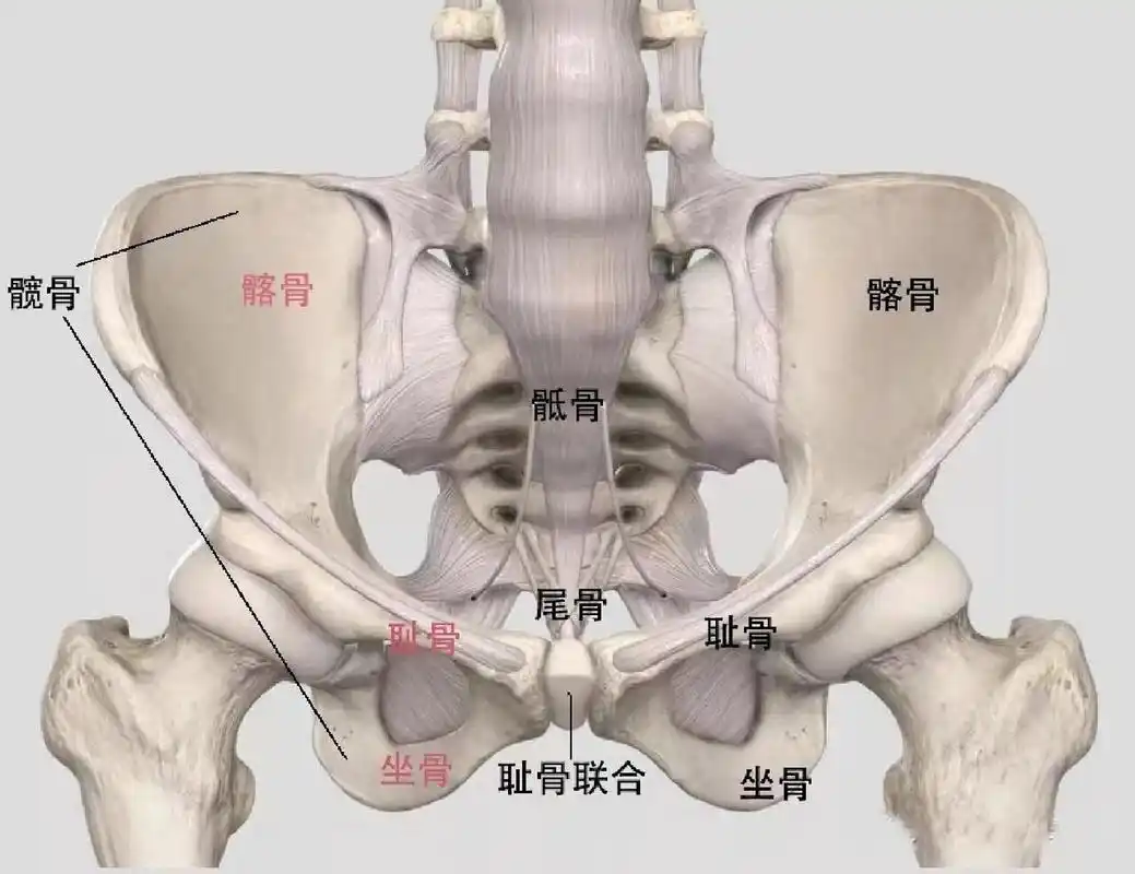 骨盆是由骸骨,尾骨和两块骸骨(由骼骨,坐骨及耻骨融合而成)所组成