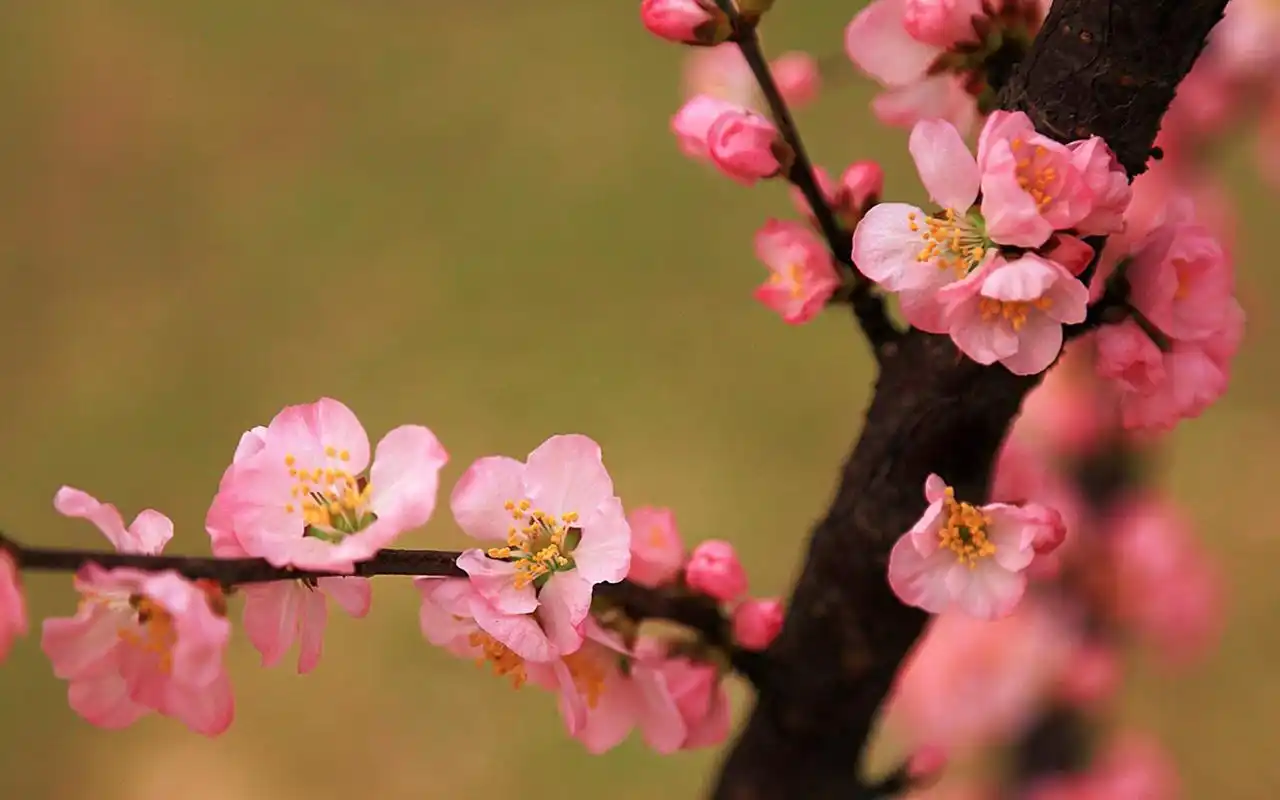 小清新鲜红桃花唯美高清桌面壁纸