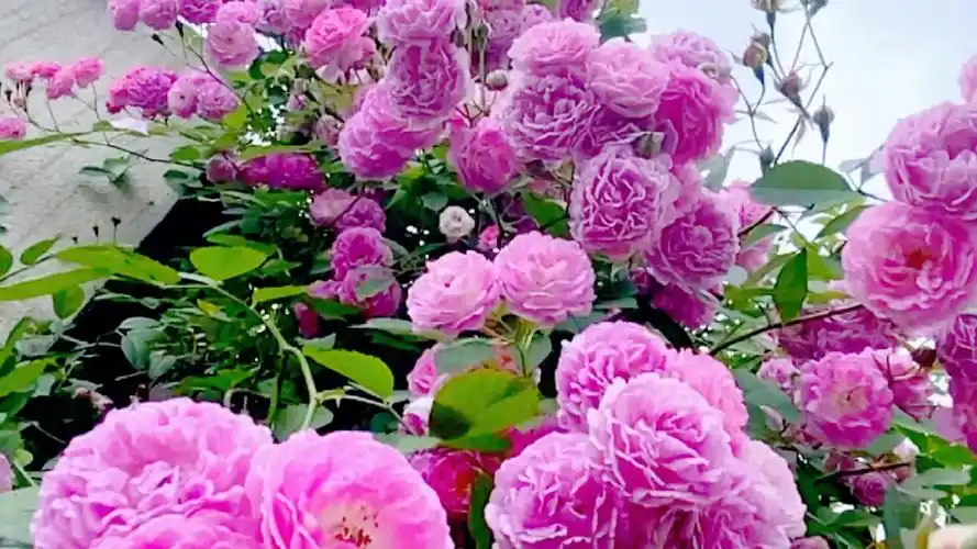 壁纸 花 桌面 2160_1215