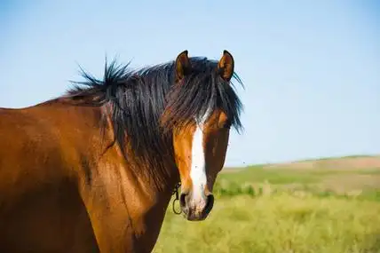 马在农场阳光明媚的夏日清晨照片