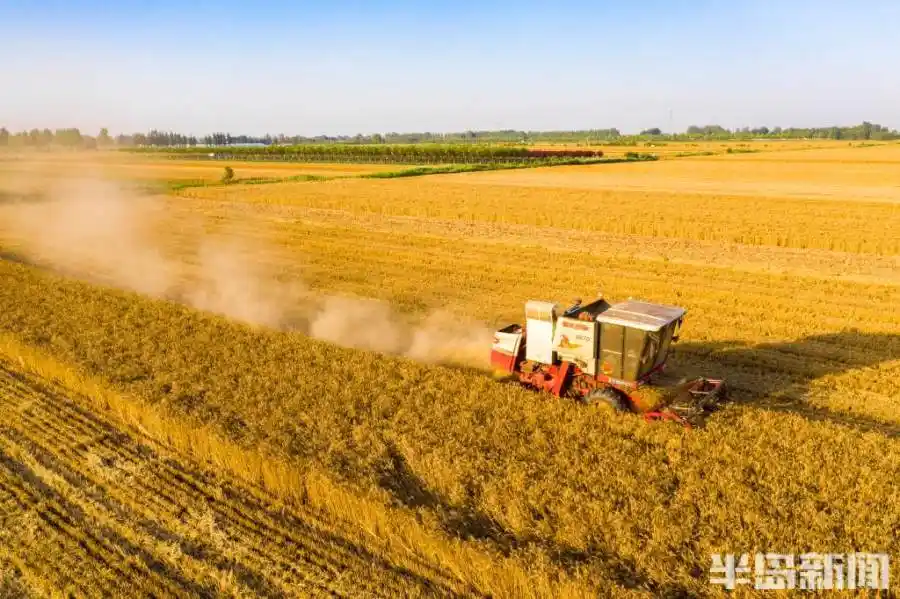 即墨区麦田丰收金粒归仓