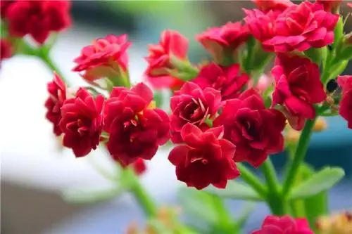 世界上最美的花,你最喜欢哪一种?