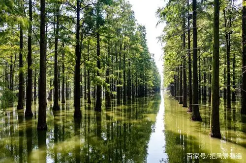 还在打卡抖音旅游景点?不妨去武汉涨渡湖看看什么才是秋景如画!