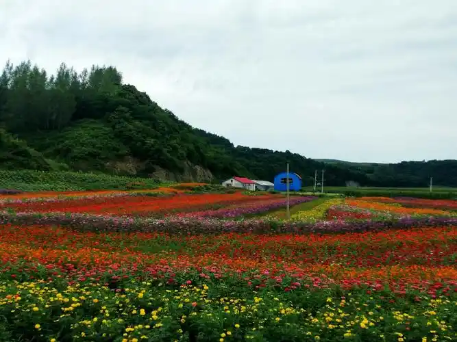 新政花海景区预祝第13届中国桦甸白桦节圆满成功!