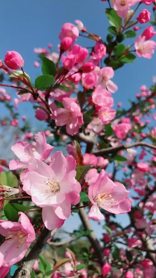 手机摄影##摄影##随手拍##垂丝海棠##美图##有一种生活叫靖安