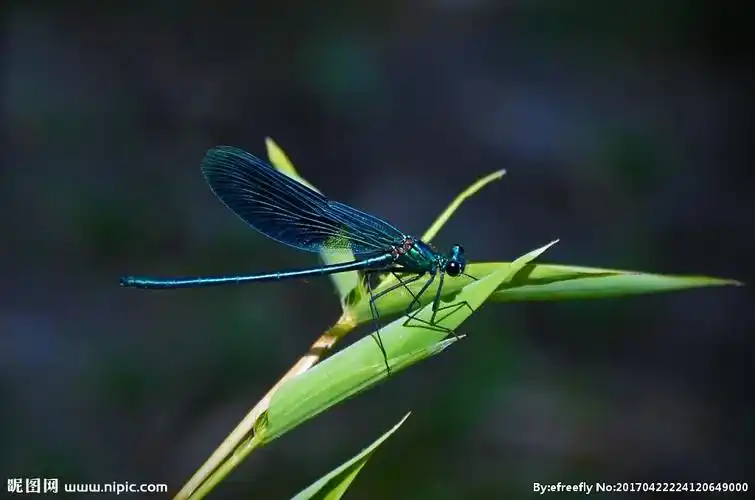 蜻蜓图片
