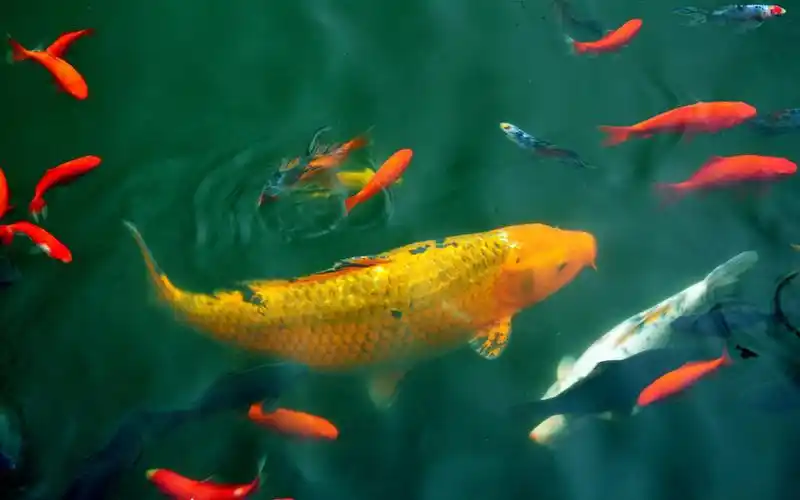 鱼为什么睁着眼睛睡觉